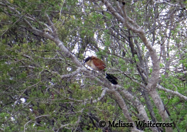 Burchell's Coucal calling 