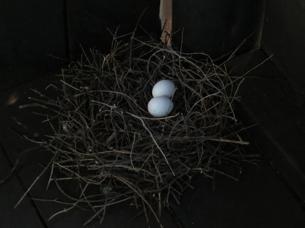 Speckled Dove nest in the Dabchick Hide