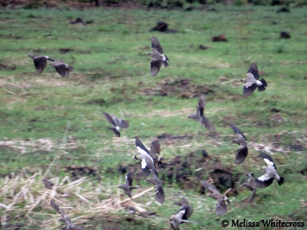 Wattled Starling Flock